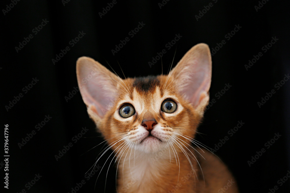 Studio shot of small cute abyssinian kitten being adorable over black curtains background. Young beautiful purebred short haired kitty. Close up, copy space.