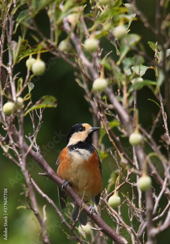野鳥　ヤマガラ