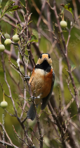 野鳥　ヤマガラ