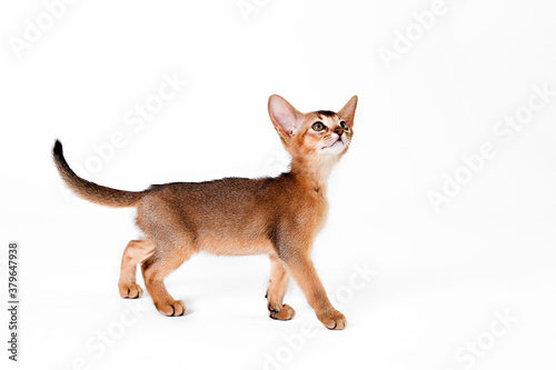 Small cute abyssinian cat being adorable, isolated on white background. Beautiful purebred short haired kitty. Close up, copy space.