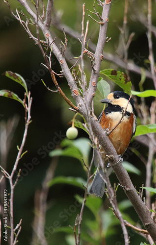 野鳥　ヤマガラ
