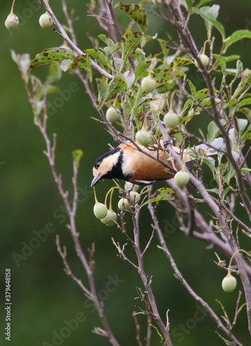 野鳥　ヤマガラ