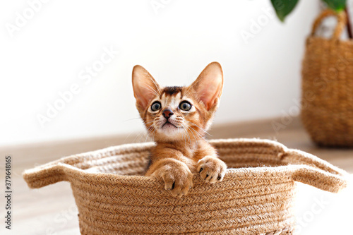 Studio shot of small cute abyssinian kitten sitting in the basket at home, white wall background. Young beautiful purebred short haired kitty. Close up, copy space.