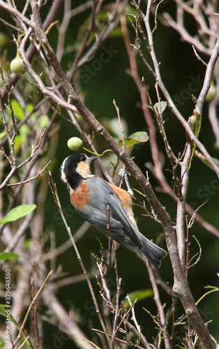 野鳥　ヤマガラ