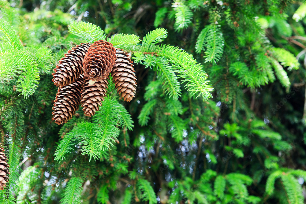 Background of Christmas tree branches with big fir cones. Background of Christmas tree branches with big fir cones.