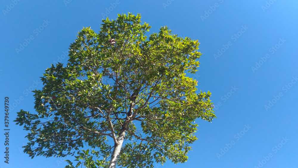 Fototapeta premium tree in the sky