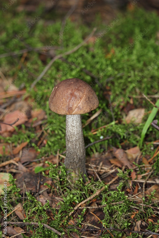 Leccinum Scabrum grows most often under aspens in and outside the forest. Leccinum Scabrum grows most often under aspens in and outside the forest.