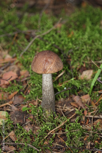 Leccinum Scabrum grows most often under aspens in and outside the forest.