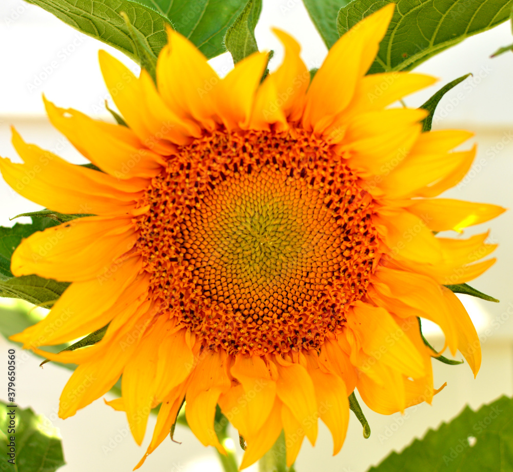 Fototapeta premium sunflower on white background