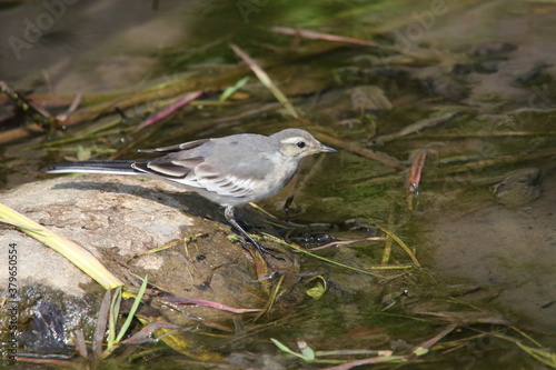 野鳥　セキレイ