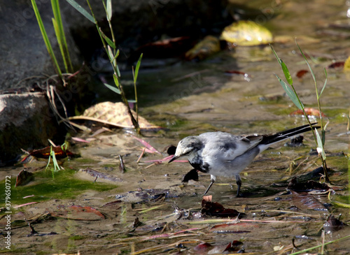 野鳥　セキレイ