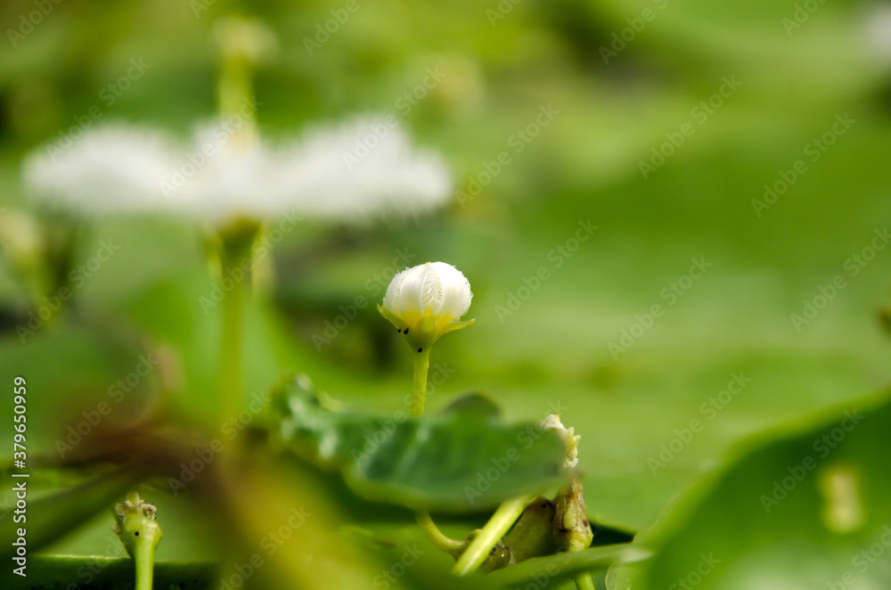 White Water snowflake Nymphoides lotus flowers plant in water with leaves background. Nymphoides indica (L.). Thailand White Water snowflake Nymphoides lotus flowers plant in water with leaves background. Nymphoides indica (L.). Thailand