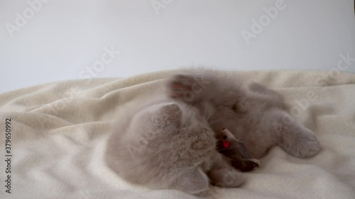 Purebred British shorthair cat. cat smoky colour. small cute kitten playing with a toy mouse
