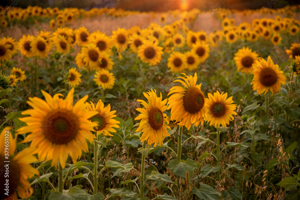 beautiful field with blooming sunflowers at sunset - obrazy, fototapety, plakaty 