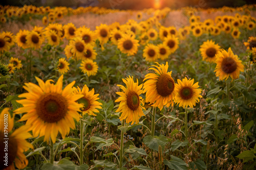 Fototapeta Naklejka Na Ścianę i Meble -  beautiful field with blooming sunflowers at sunset
