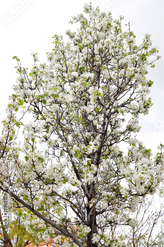 View of a pyrus calleryana tree full of white flowers © Martín Férriz