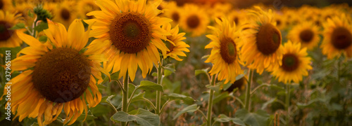 Fototapeta Naklejka Na Ścianę i Meble -  beautiful field with blooming sunflowers at sunset