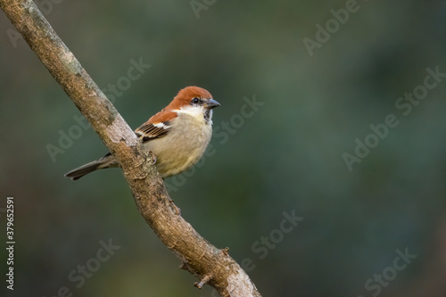 Russet Sparrow - Male