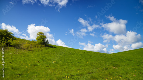 green meadow with a blue sky