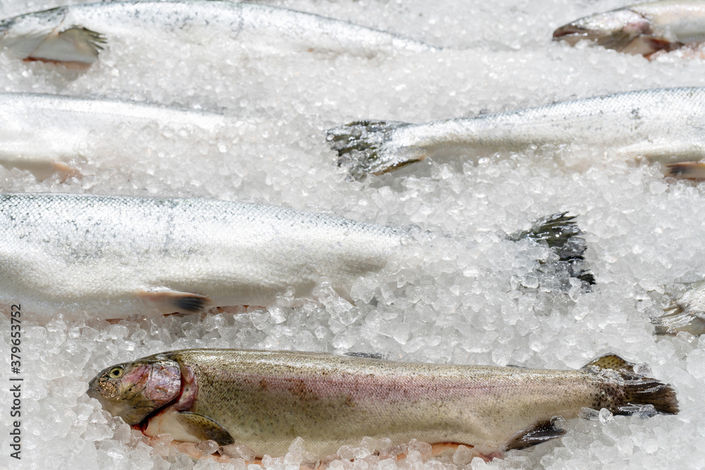 Frozen salmon on ice. Selling seafood in the store. Delicious fish for home cooking.