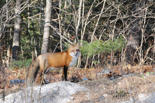 Red Fox photo stock. Red Fox in the forest standing on a rock with forest background in its environment and habitat, displaying fox tail, fox fur. Image. Picture. Portrait.