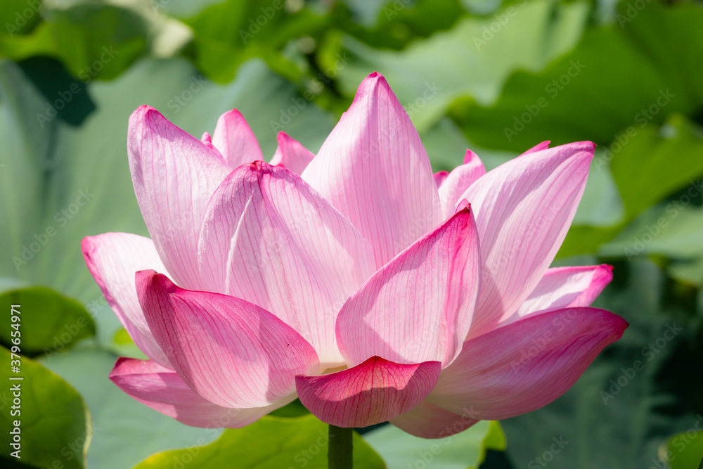 Pink water lily. Close-up picture of a beautiful flower with bright white and pink petals.