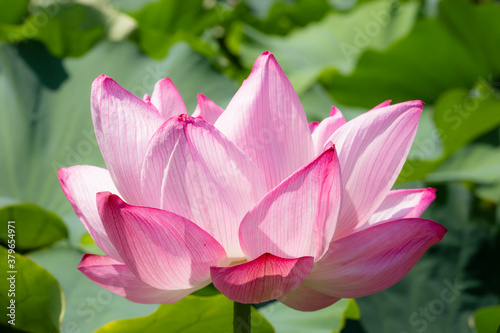 Pink water lily. Close-up picture of a beautiful flower with bright white and pink petals.