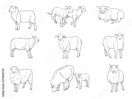 vector illustration of sheep isolated on white background.