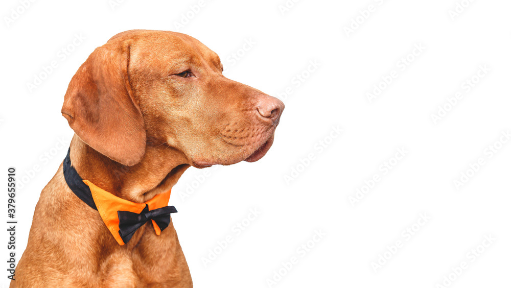 vizsla dog dog in bow tie isolated on white background. Copyspace