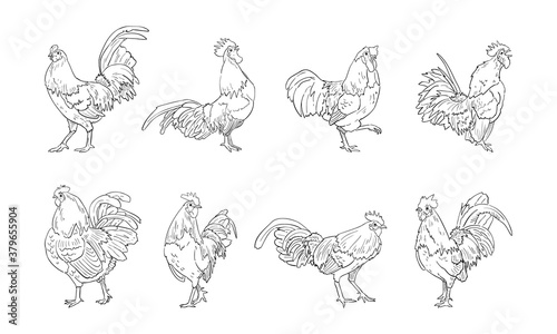 vector illustration of rooster isolated on white background.