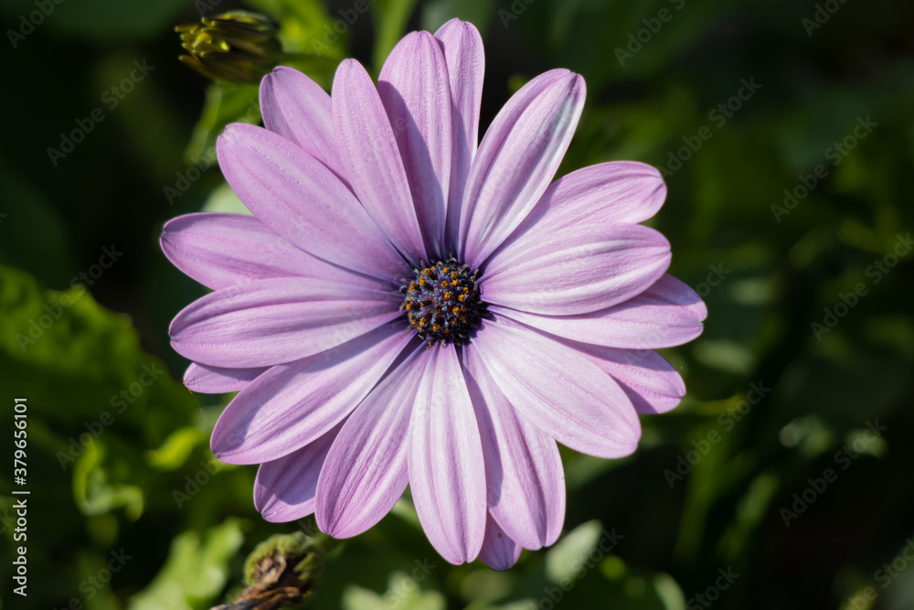 Obraz premium Purple Osteospermum flowering in an English garden on the last day of summer