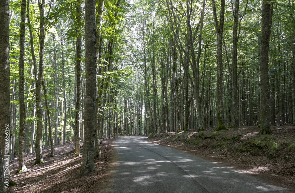 Fototapeta premium Strada in Vallombrosa