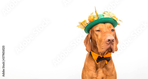 Vizsla dog with hat and bow tie for Thanksgiving or Halloween. Copyspace