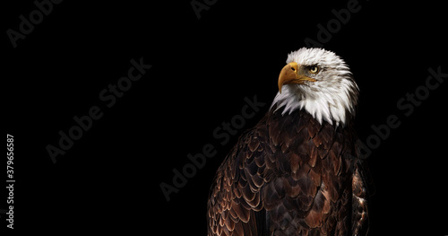 Portrait of Bald eagle on black background (Haliaeetus leucocephalus), Wild proud bird, Symbol of America.