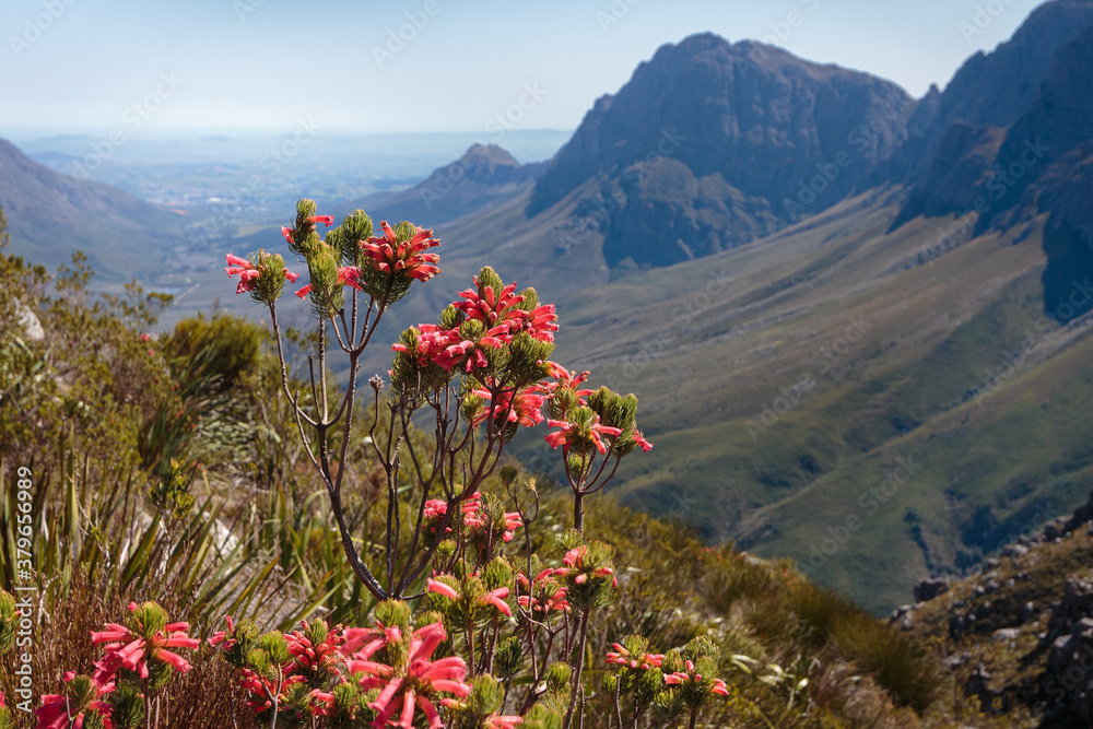 Red erica in flower on a sunny day in the Western Cape mountains, South Africa.