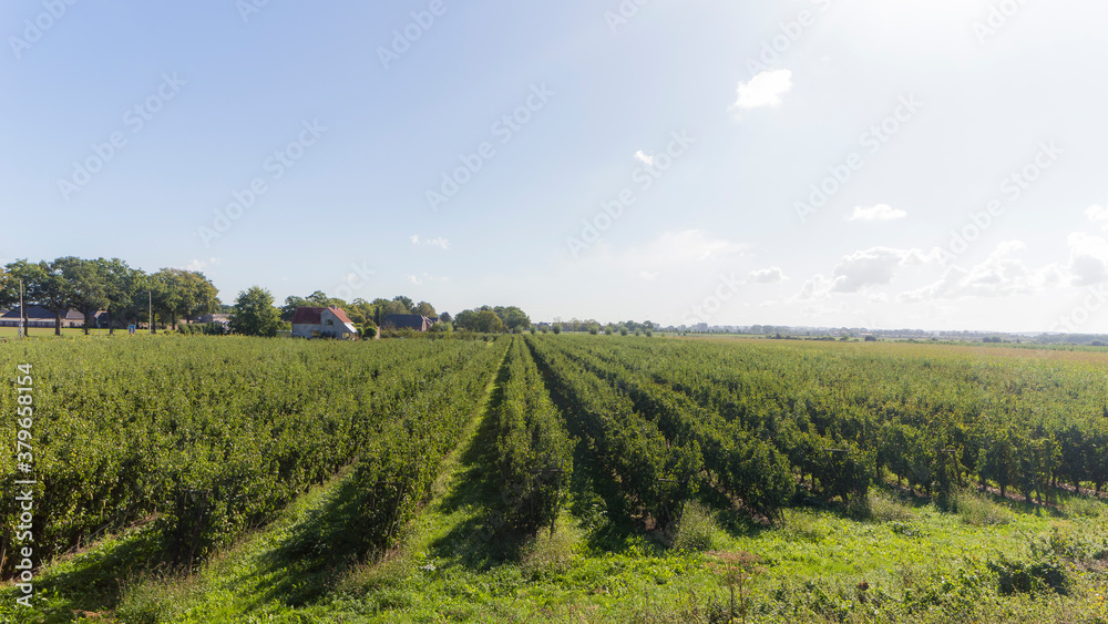 Agricultural field near Leuth, The Netherlands 