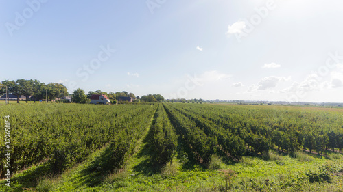 Agricultural field near Leuth  The Netherlands 