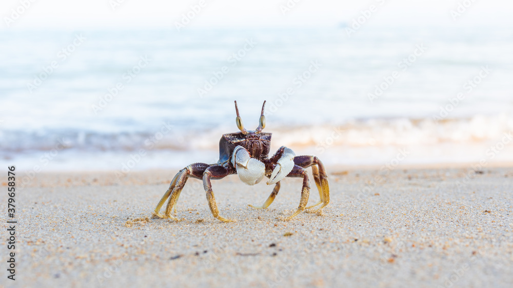 funny little crab with big eyes, marine mammal on the island of koh samui in thailand, decapod crustacean funny little crab with big eyes, marine mammal on the island of koh samui in thailand, decapod crustacean