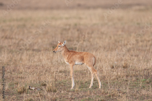 Young Topi antelope in Masai Mara Kenya Africa 