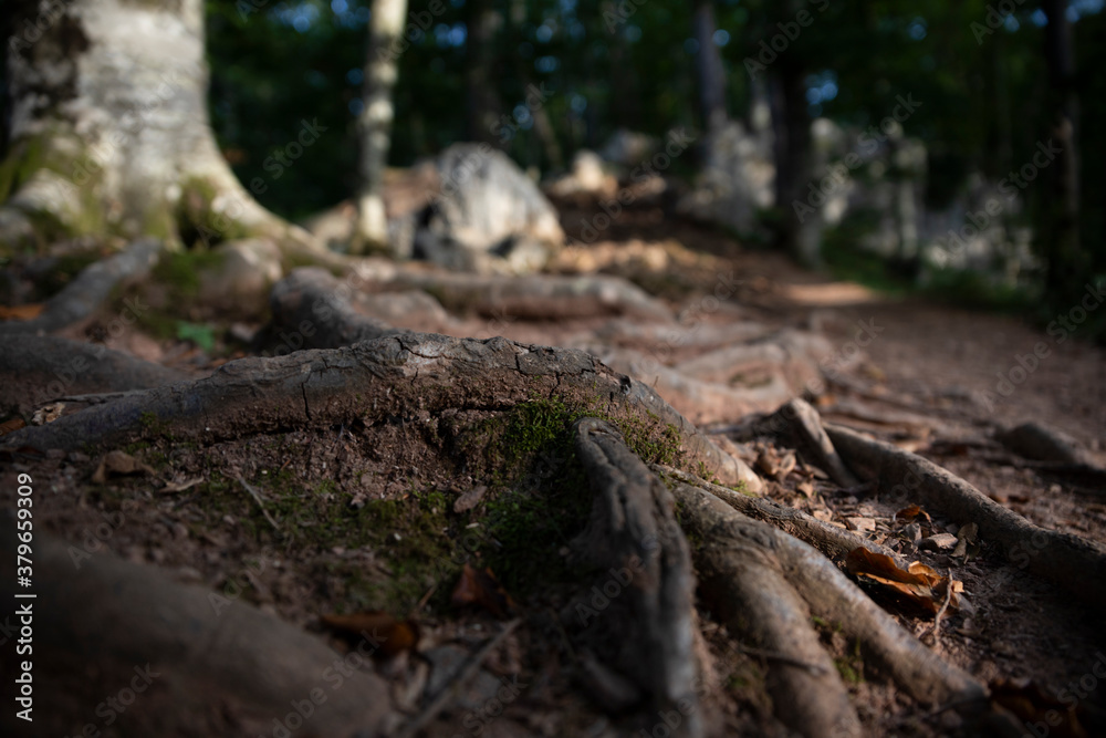 Tree roots, ground and rocks at the mountain Tree roots, ground and rocks at the mountain