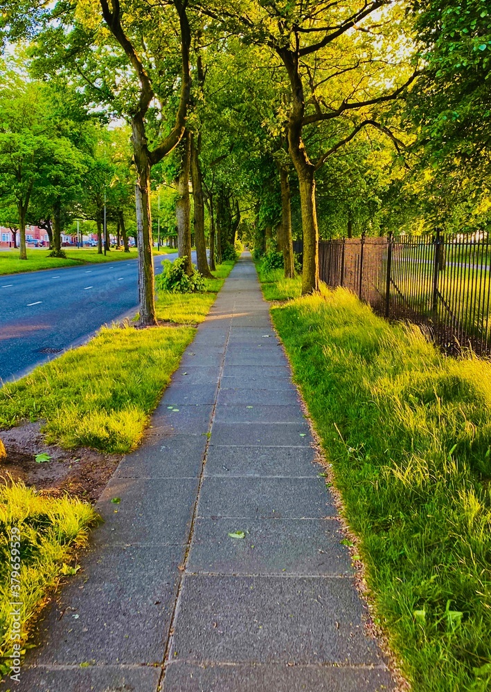 Fototapeta premium alley in the park