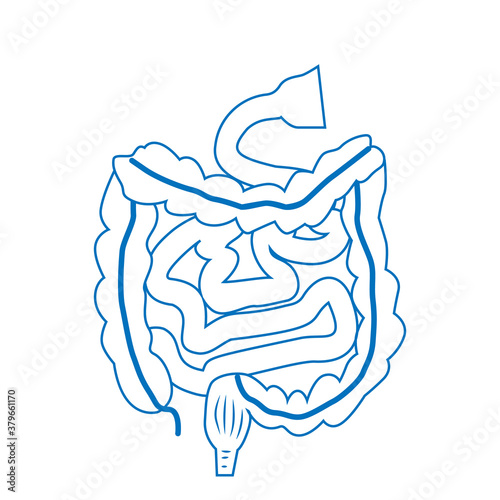 Human intestines, digestive system. Internal human organs. Linear vector illustration