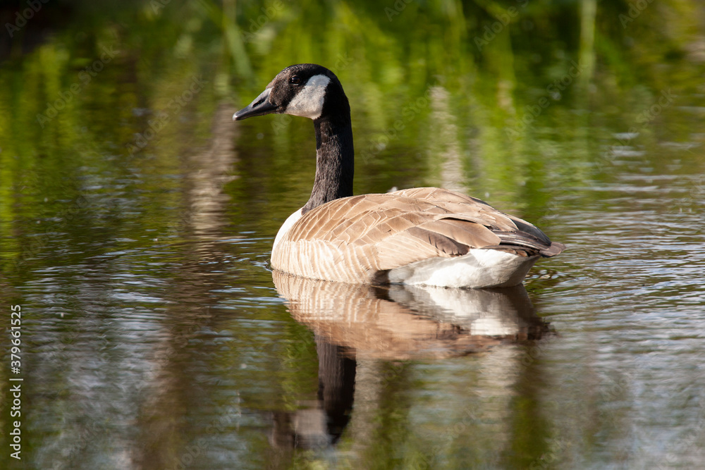 Obraz premium Canada Goose on pond