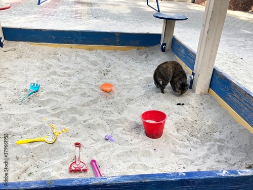 defecation of a cat on a children's sandbox photo