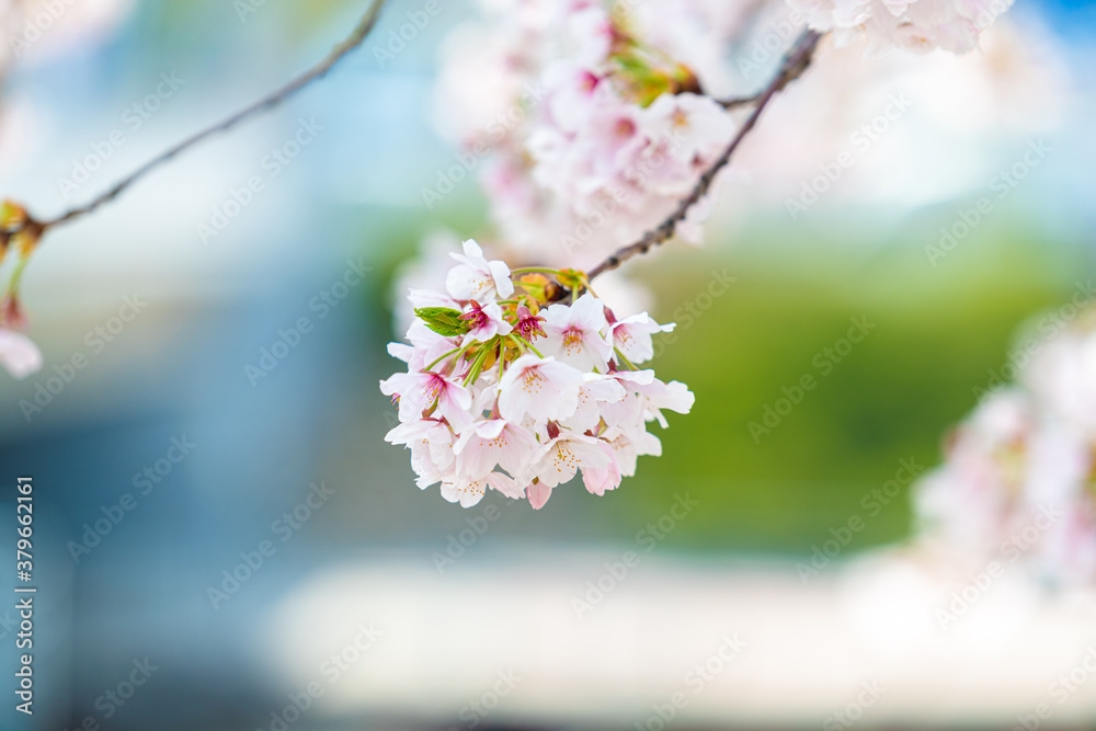 Fototapeta premium 벚꽃나무