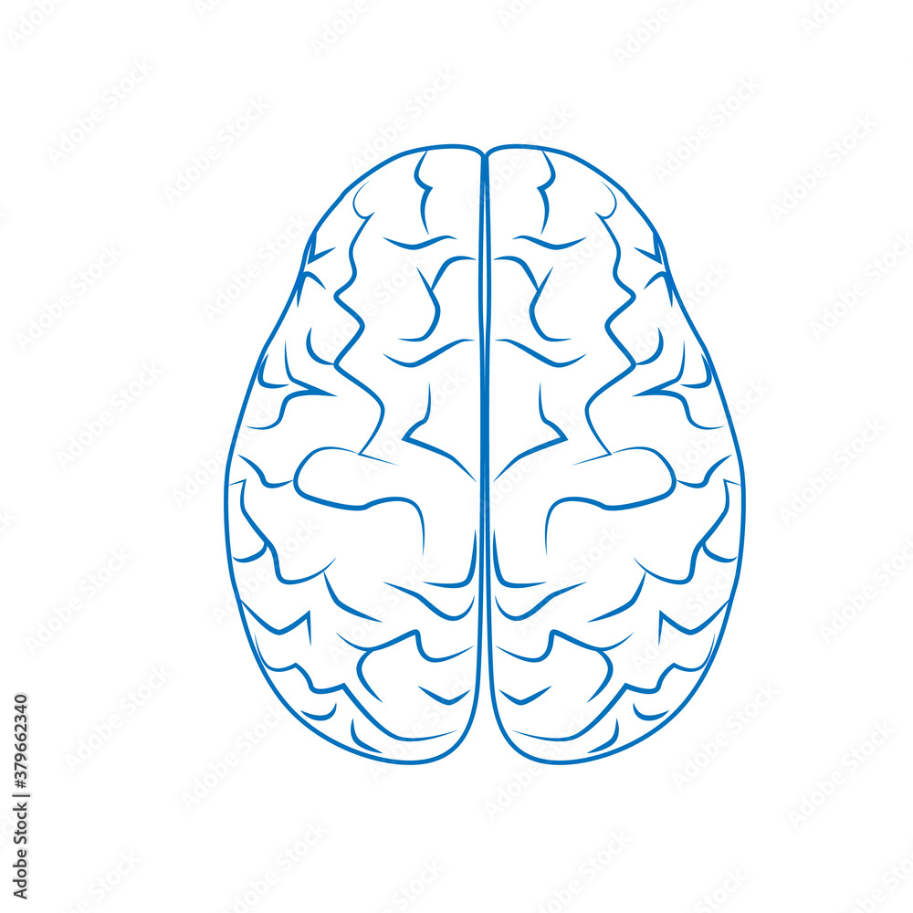 Fototapeta premium Human brain, nervous system. Internal human organs. Linear vector illustration