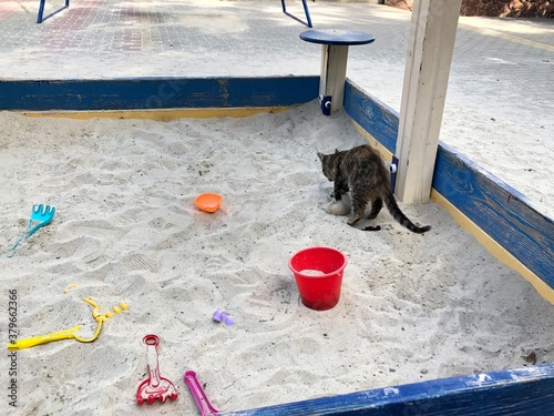 the cat defecating in the sandbox.danger on the playground photo