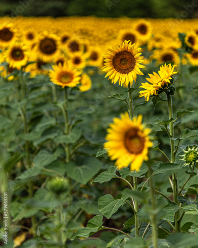 Sunflower field in summer