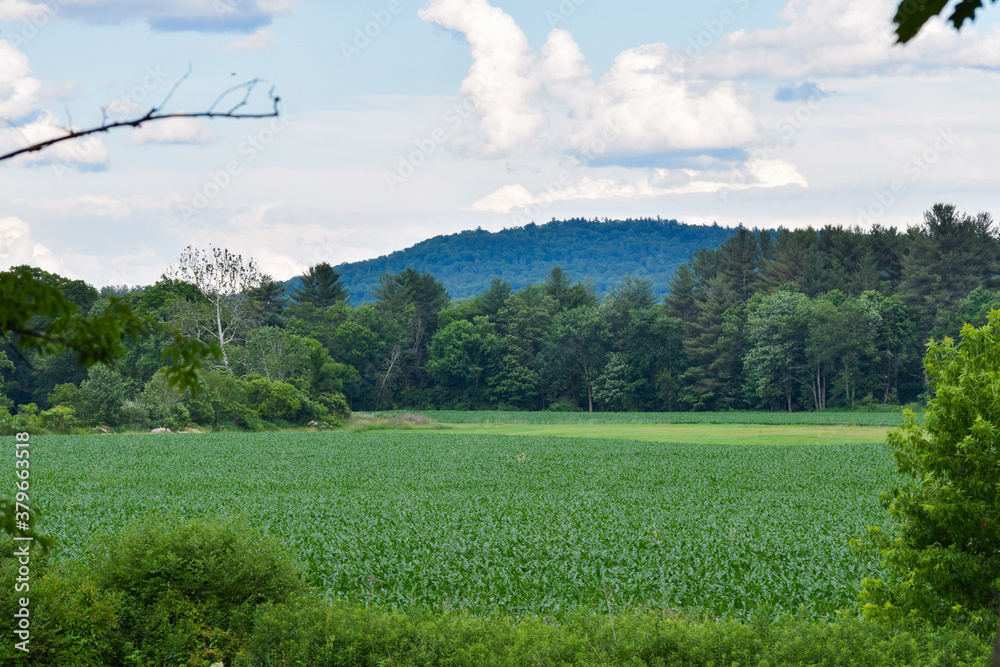 Obraz premium corn field and hill