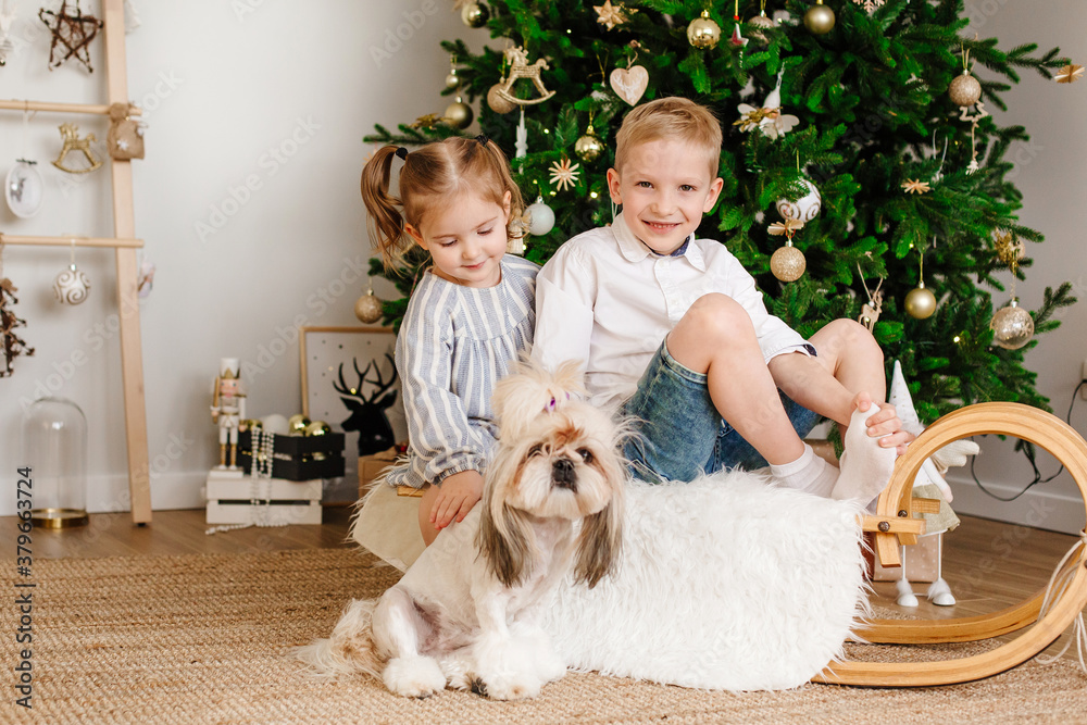 The girl and the boy are sitting together, next to the shih tsu dog. Brother and sister. Children, family and holiday concept. Christmas tree at home. Have a good mood on New Year's Eve.
